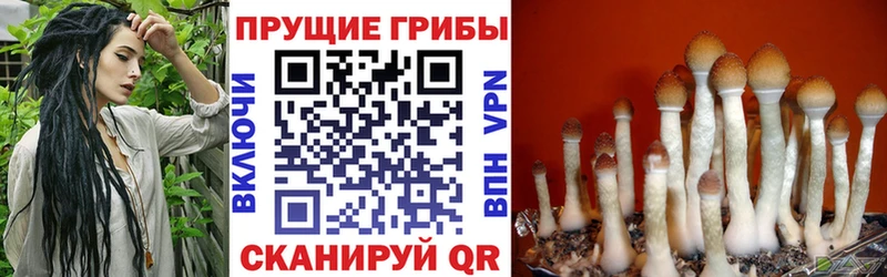 Псилоцибиновые грибы Magic Shrooms  закладка  Цивильск 